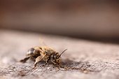 Honeybee wings distorted by the varroa France