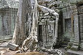 Tetrameles tree (Tetrameles nudiflora), tree's roots overgrowing the ruins of the temple complex of Ta Prohm, Angkor Thom, UNESCO World Heritage Site, Siem Reap, Cambodia, Asia