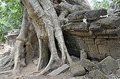 Tetrameles tree (Tetrameles nudiflora), tree's roots overgrowing the ruins of the temple complex of Ta Prohm, Angkor Thom, UNESCO World Heritage Site, Siem Reap, Cambodia, Asia
