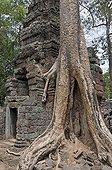 Tetrameles tree (Tetrameles nudiflora), tree's roots overgrowing the ruins of the temple complex of Ta Prohm, Angkor Thom, UNESCO World Heritage Site, Siem Reap, Cambodia, Asia