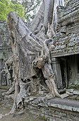 Thitpok or Tetrameles (Tetrameles nudiflora), tree with its roots growing in the ruins of the Prasat Preah Khan temple complex, UNESCO World Heritage Site, Siem Reap, Cambodia, Asia