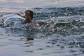 Tufted duck female landing at the water surface Switzerland
