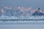 Common pochards flying over Lake Geneva Switzerland