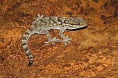 Crocodile gecko on an old wall 