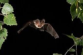 Brown Long-eared Bat or Common Long-eared Bat (Plecotus auritus)