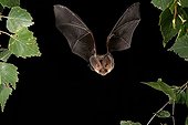 Brown Long-eared Bat or Common Long-eared Bat (Plecotus auritus)