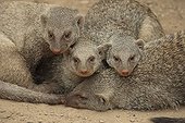 Slender Mongoose or Black-Tipped Mongoose (Galerella sanguinea), adult group keeping warm, native to South Africa