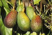 Avocados (Persea americana) hanging from an avocado tree in a garden on La Palma Island, Canary Islands, Spain
