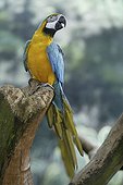 Mature Blue-and-yellow Macaw (Ara ararauna), squawking, calling out
