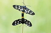 Nine-spotted moth (Amata phegea), mating, grassland on the Elbe river near Dessau, Saxony-Anhalt, Germany, Europe