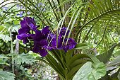 Pygmy date palm and vanda orchid in an exotic garden ; Landscaper: Benoit Bourdeau