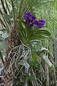 Pygmy date palm and vanda orchid in an exotic garden ; Landscaper: Benoit Bourdeau