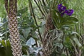 Pygmy date palm and vanda orchid in an exotic garden ; Landscaper: Benoit Bourdeau