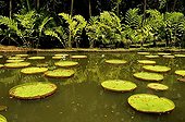 Giant water lilies on a background of porcelain flowers in Mauritius