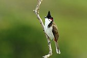 Red-whiskered Bulbul on a branch in Maurice island