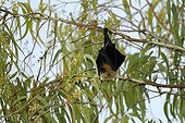 Rodrigues Flying Fox on a branch in Maurice island