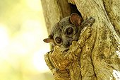 Milne-edwards's Sportive Lemur Ankarafantsika NP Madagascar