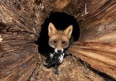 Red fox (Vulpes vulpes) with prey in a hollow tree trunk