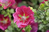 Cape Mellow (Anisodontea donatella), flower