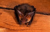 Common long-eard bat (Plecotus auritus)