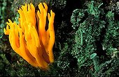 Mushroom (Calocera viscosa) and lichens