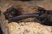 Leisler's bat (Nyctalus leisleri) with suckling juvenile, captive