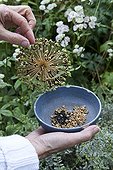 Harvest of ornament garlic seeds in a garden