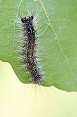 Caterpillar of the Gypsy moth (Lymantria dispar), Middle Elbe Biosphere Reserve near Dessau, Saxony-Anhalt, Germany, Europe