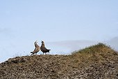 Couple of Great Skua parading across the tundra Iceland 