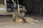 Capturing a Lion for his radio-collar Namibia ; Philip (Flip) Stander, veterinarian for the NGO "Desert Lion".