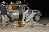 Capture of a Lion to change its radio collar Namibia  ; Review of the lion before the change necklace. Philip (Flip) Stander, veterinarian for the NGO "Desert Lion" and Russel Vinjevold, Kunene Conservancy Safaris.