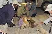 Capture of a Lion to change its radio collar Namibia  ; Philip (Flip) Stander, veterinarian for the NGO "Desert Lion" and Russel Vinjevold, Kunene Conservancy Safaris.