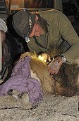 Changing a radio collar to a Lion in Namibia ; Philip (Flip) Stander, veterinarian for the NGO "Desert Lion".