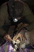Dental survey of a Lion male asleep in Namibia ; Philip (Flip) Stander, veterinarian for the NGO "Desert Lion".