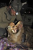 Dental survey of a Lion male asleep in Namibia ; Philip (Flip) Stander, veterinarian for the NGO "Desert Lion".