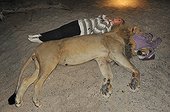 Woman lying beside a sleeping lion in Namibia ; The lion was measured, weighed by Philip (Flip) Stander, veterinarian for the NGO "Desert Lion" when changing a radio collar failed. L 2,4-3,3 m ; H : 1,1-1,2 m ; Poids : 122-240 kg