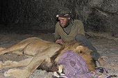 Veterinarian next to a Sleeping Lion for care in Namibia  ; Philip (Flip) Stander, veterinarian for the NGO "Desert Lion".