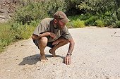 Veterinarian on the trail of a lion in Namibia ; Philip (Flip) Sander, veterinarian for the NGO "Desert Lion", works in the northwest of the country.