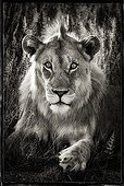Portrait of a young male lion in Etosha NP Namibia ; The lion is three years old