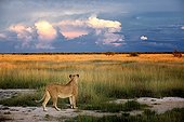 Lioness facing the bush in Etosha NP in Namibia