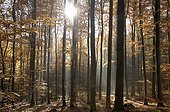 Light in an autumn beech forest, Harz Mountains, Saxony-Anhalt, Germany, Europe