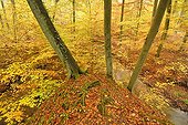 Stream in a beech forest in autumn in Nonnenfliess Nature Reserve near Eberswalde, Brandenburg, Germany, Europe