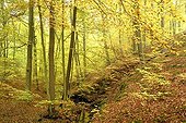 Beech forest in autumn in Nonnenfliess Nature Reserve near Eberswalde, Brandenburg, Germany, Europe