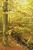 Stream in a mixed beech forest in autumn in Nonnenfliess Nature Reserve near Eberswalde, Brandenburg, Germany, Europe