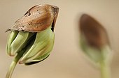 Beech (Fagus sylvatica) seedlings