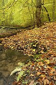 Stream in Nonnenfliess Nature Reserve in autumn, Brandenburg, Germany, Europe