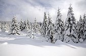 Winter landscape in Harz National Park, Saxony Anhalt, Germany, Europe