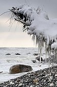 Ice-covered tree stump on the Baltic Sea shore, Jasmund National Park, Ruegen Island, Mecklenburg-Western Pomerania, Germany, Europe