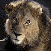 Portrait of a Lion Kgalagadi Park in Botswana