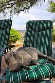 Warthog sleeping on a chair by the pool Namibia ; Rehabilitation center for felines before their reintroduction in the wild.